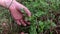 Picking blueberries in forest