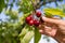 Picking cherries