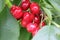 Picking cherries at Cherry orchard