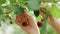 Picking cherries in the orchard. Close up of fresh and ripe cherries picking from a branch. Hands picking ripe sweet