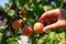 Picking or collecting or harvesting an apricot on the tree in summer