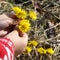 Picking coltsfoot