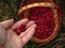 Picking cranberries in a straw basket in autumn