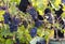 Picking and cutting Grapes Champagne