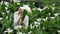 Picking flowers in a calla lily field