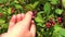 Picking fresh berries