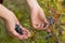 Picking fresh blueberries