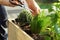 Picking fresh herbs grown on a raised bed on a balcony