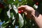 Picking fresh organic sour cherries