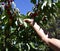 Picking fresh organic sour cherries