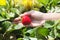 Picking fresh organic strawberries in woman hand growing