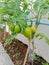 picking the fruit of a fertile tomato plantation