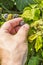 Picking the fruit Rubus sp