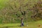 Picking fruit, Val di Funes, Dolomites