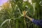 Picking a golden yellow corn from the maize plant - A woman plucks corn from the field