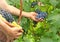 Picking grapes