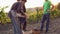 Picking grapes. Father and sons work together. Small business. Farmer family live on the land where they grow their