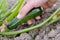 Picking Green Courgette on an Allotment.