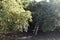 A picking ladder leaning against an avocado tree in the shade.