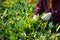 Picking leaf from tea plantation field in morning time, Moc chau, Vietnam