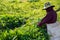 Picking leaf from tea plantation field in morning time, Moc chau, Vietnam