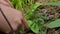 Picking mushroom in the forest, female hands of mushroomer, harvesting, close-up