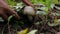 Picking mushroom in the forest, female hands of mushroomer, harvesting, close-up