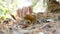 Picking Mushroom In Forest, Israel