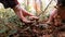 Picking mushroom in the forest. Person\'s hands are seen. Forest in North-West Russia.