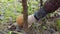 Picking mushrooms in the forest in autumn. Woman cuts mushroom aspen with a knife