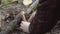 Picking mushrooms in the forest in autumn. Woman cuts mushroom aspen with a knife