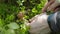 Picking mushrooms in the forest in autumn. woman cuts mushroom aspen with a knife