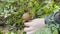 Picking mushrooms in the forest in autumn. woman cuts mushroom aspen with a knife