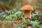 Picking mushrooms in forest in early autumn. Last sunny summer days. Mushrooms are growing in warm green, thick, wet moss layer. P