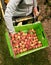 Picking nectarines at the orchard in New Zealand. Beautiful juicy fruit needs to be picked this summer.