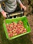 Picking nectarines at the orchard in New Zealand. Beautiful juicy fruit needs to be picked this summer.