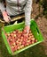 Picking nectarines at the orchard in New Zealand. Beautiful juicy fruit needs to be picked this summer.