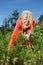 Picking organic carrots