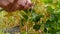 Picking pea pods from a pea plant in the garden