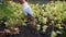 Picking peanuts. Farmer woman pulling peanuts out of soil. Autumn harvesting. Farming and gardening concept.