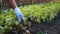 Picking peanuts. Farmer woman pulling peanuts out of soil. Autumn harvesting. Farming and gardening concept.