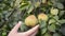 Picking pear fruit