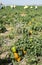 Picking peppers on agriculture field