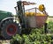 Picking peppers on agriculture field