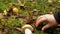 Picking porcini mushrooms