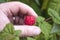 Picking raspberries