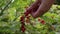 Picking red currants