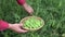 Picking ripe green pea in small wicker basket