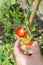 Picking ripe tomatoes