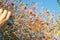 Picking rosehips with garden shears.Sunny day in autumn.